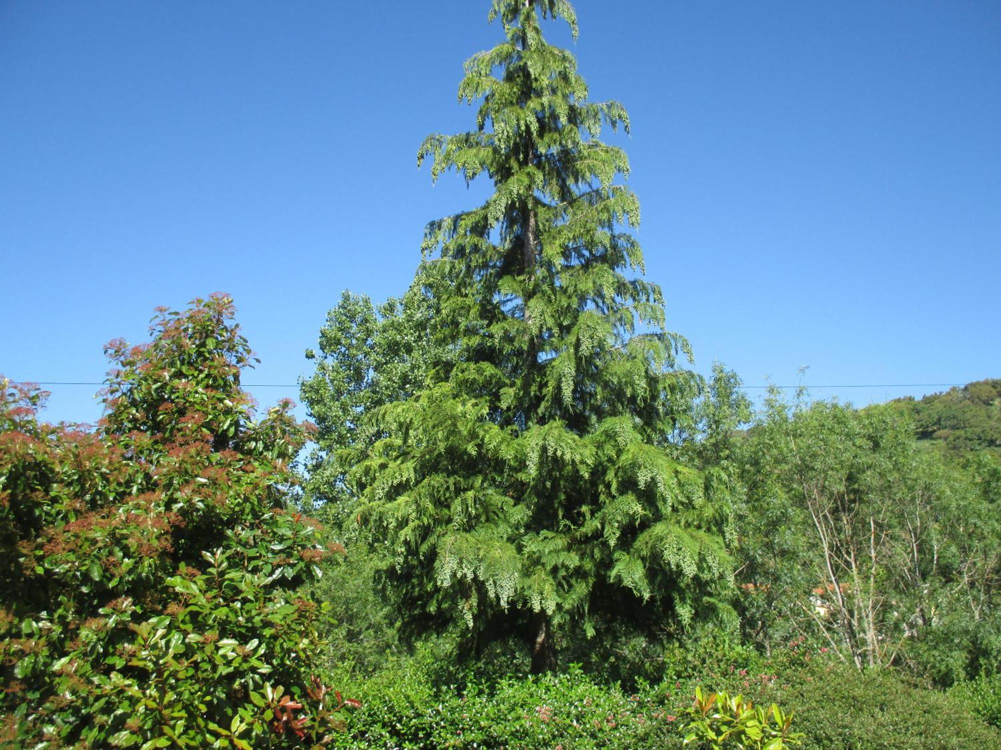 Bungalow "A Choupana" - Quinta Da Carvoica - Vale Pradinhos Vale de Pradinhos Εξωτερικό φωτογραφία